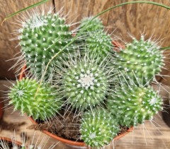 Cactus assorted varieties